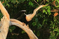 Anhinga